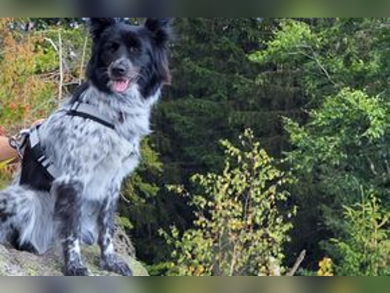 NOTFALL Lilli, benötigt dringend ein neues Zuhause!