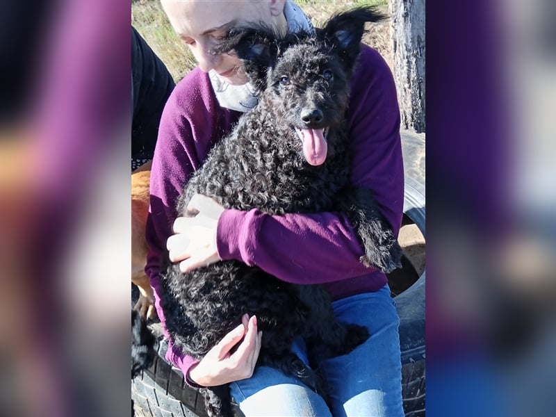 Die kleine Laika sucht liebevolle Menschen, die Sie nie mehr im Stich lassen
