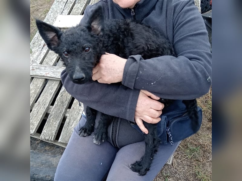 Die kleine Laika sucht liebevolle Menschen, die Sie nie mehr im Stich lassen