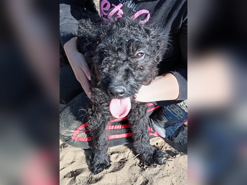 Die kleine Laika sucht liebevolle Menschen, die Sie nie mehr im Stich lassen