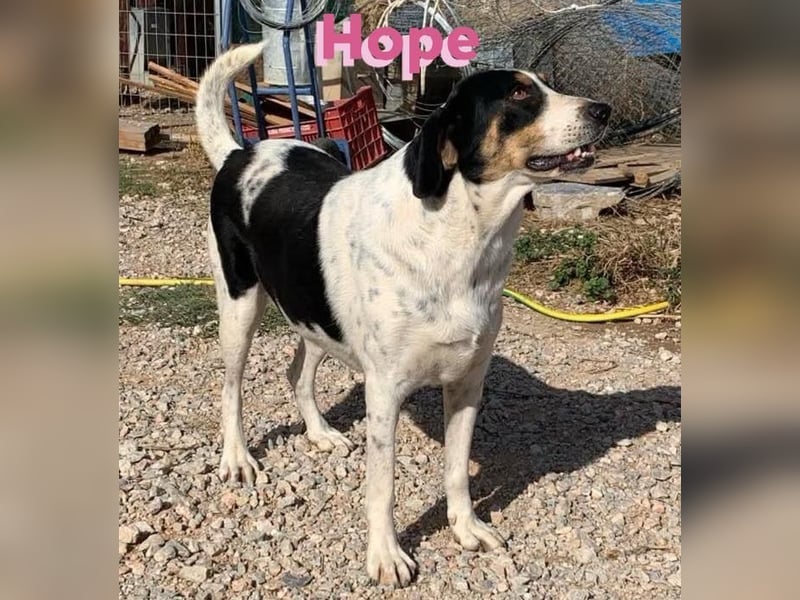 Hope, 01/23 - Überlebenskünstlerin sucht endlich ein schönes Leben