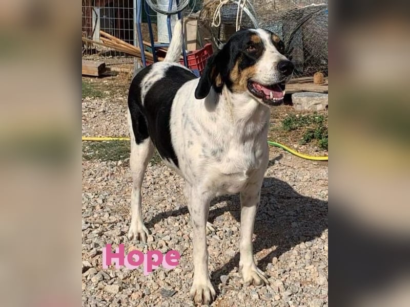 Hope, 01/23 - Überlebenskünstlerin sucht endlich ein schönes Leben