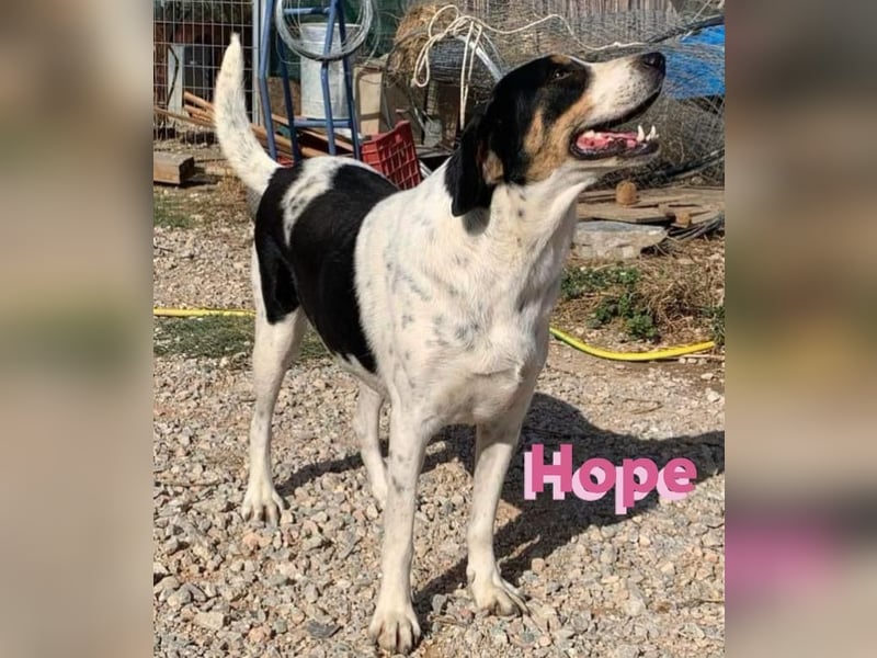Hope, 01/23 - Überlebenskünstlerin sucht endlich ein schönes Leben