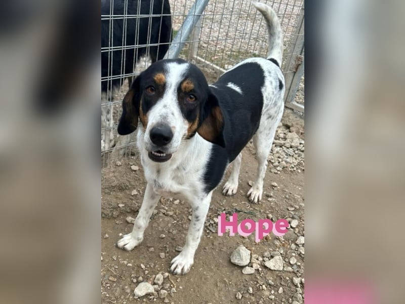 Hope, 01/23 - Überlebenskünstlerin sucht endlich ein schönes Leben