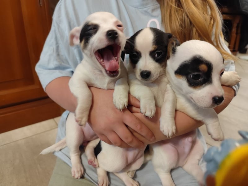 Zwei von vier süßen Jack Russell-Chihuahua-Mix-Welpen suchen ein liebevolles Zuhause