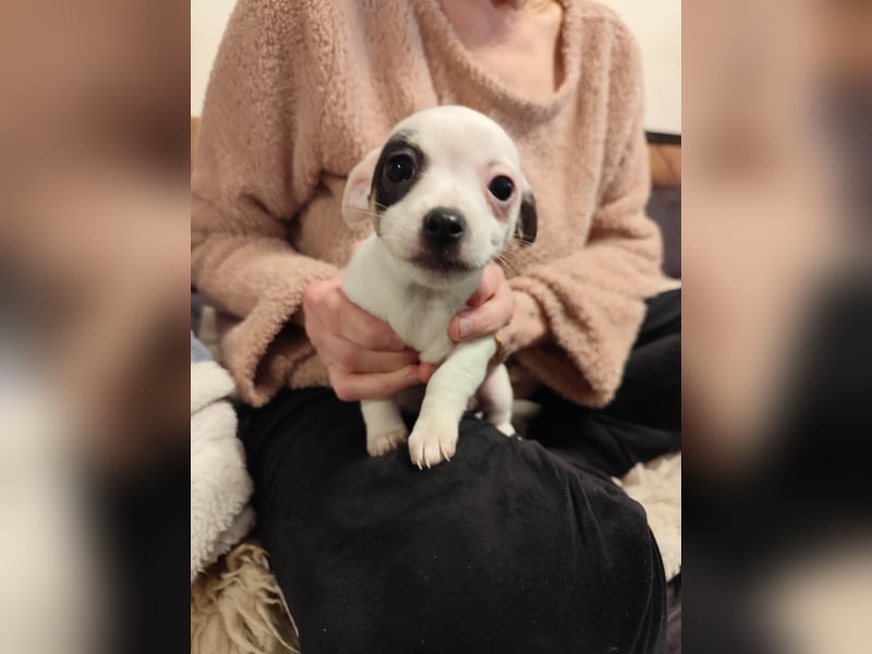 Zwei süße Jack Russell-Chihuahua-Mix-Hündinnen suchen ein liebevolles Zuhause