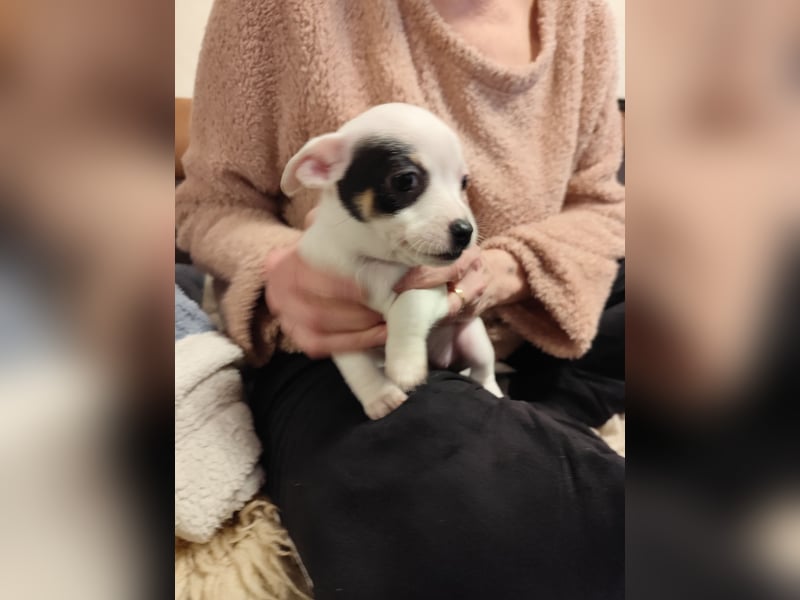 Zwei süße Jack Russell-Chihuahua-Mix-Hündinnen suchen ein liebevolles Zuhause