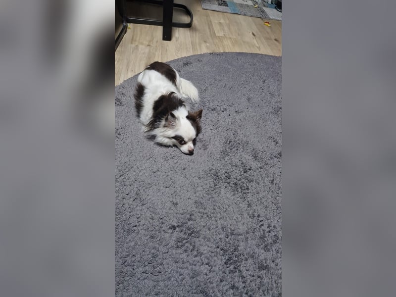 Zwei süße Jack Russell-Chihuahua-Mix-Hündinnen suchen ein liebevolles Zuhause