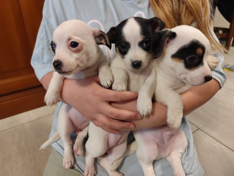 Zwei von vier süßen Jack Russell-Chihuahua-Mix-Welpen suchen ein liebevolles Zuhause