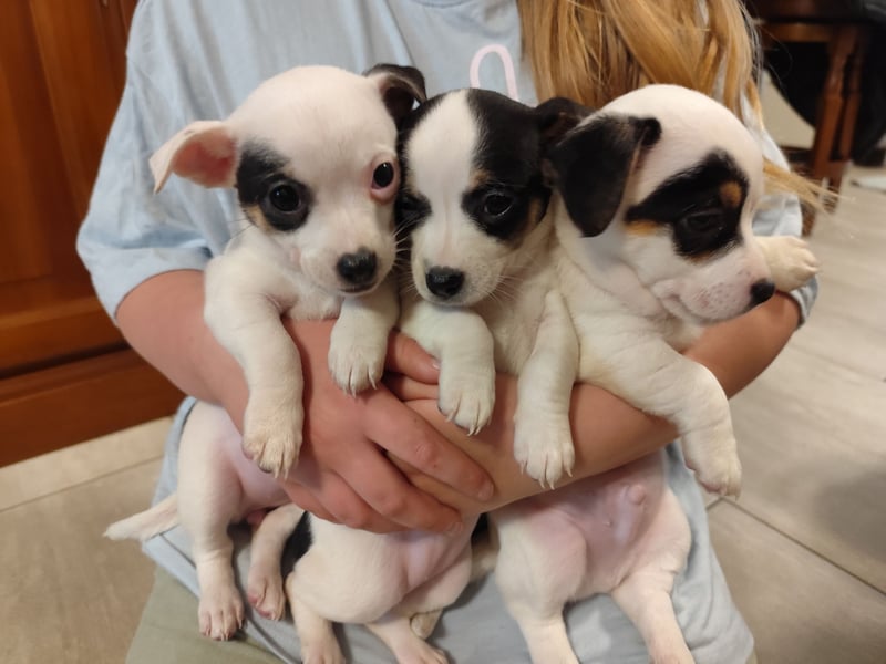 Zwei von vier süßen Jack Russell-Chihuahua-Mix-Welpen suchen ein liebevolles Zuhause