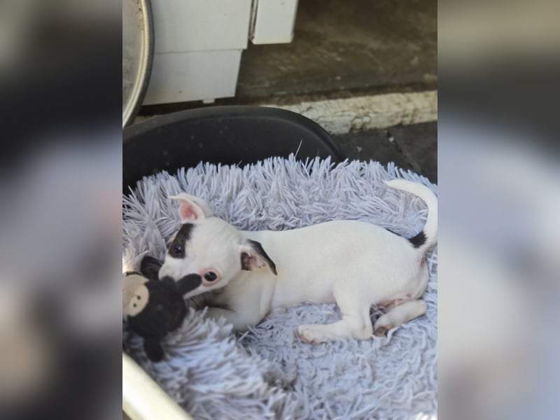 Ein von vier süßen Jack Russell-Chihuahua-Mix-Welpen suchen ein liebevolles Zuhause