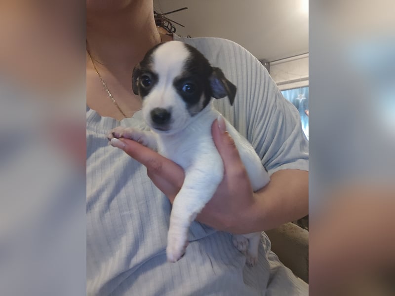 Zwei süße Jack Russell-Chihuahua-Mix-Hündinnen suchen ein liebevolles Zuhause