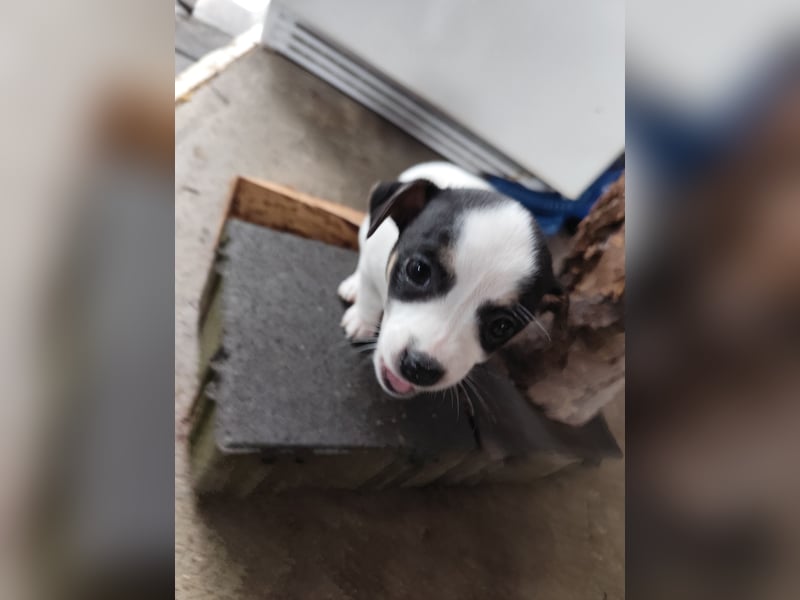 Zwei süße Jack Russell-Chihuahua-Mix-Hündinnen suchen ein liebevolles Zuhause