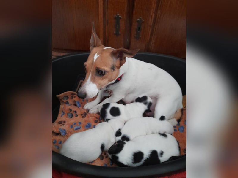 Zwei süße Jack Russell-Chihuahua-Mix-Hündinnen suchen ein liebevolles Zuhause