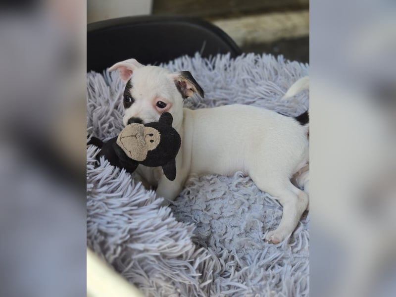 Ein von vier süßen Jack Russell-Chihuahua-Mix-Welpen suchen ein liebevolles Zuhause