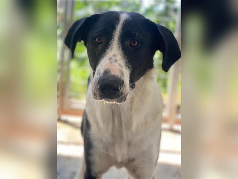 Franka, geb. ca. 06/2019, lebt in GRIECHENLAND, im städt. Tierheim Serres