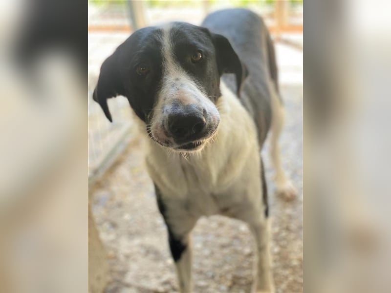 Franka, geb. ca. 06/2019, lebt in GRIECHENLAND, im städt. Tierheim Serres