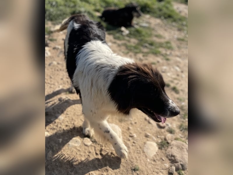 Dasinja, geb. ca. 03/2018, lebt in GRIECHENLAND, auf einem Gelände, auf dem die Hunde notdürftig ve