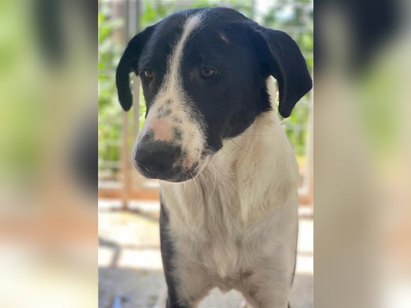 Franka, geb. ca. 06/2019, lebt in GRIECHENLAND, im städt. Tierheim Serres