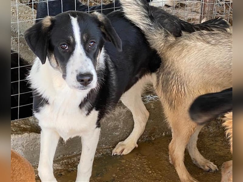 Deanna, geb. ca. 05/2021, lebt in GRIECHENLAND, auf einem Gelände, auf dem die Hunde notdürftig vers
