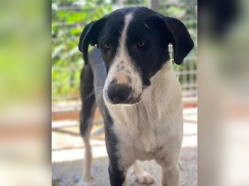 Franka, geb. ca. 06/2019, lebt in GRIECHENLAND, im städt. Tierheim Serres