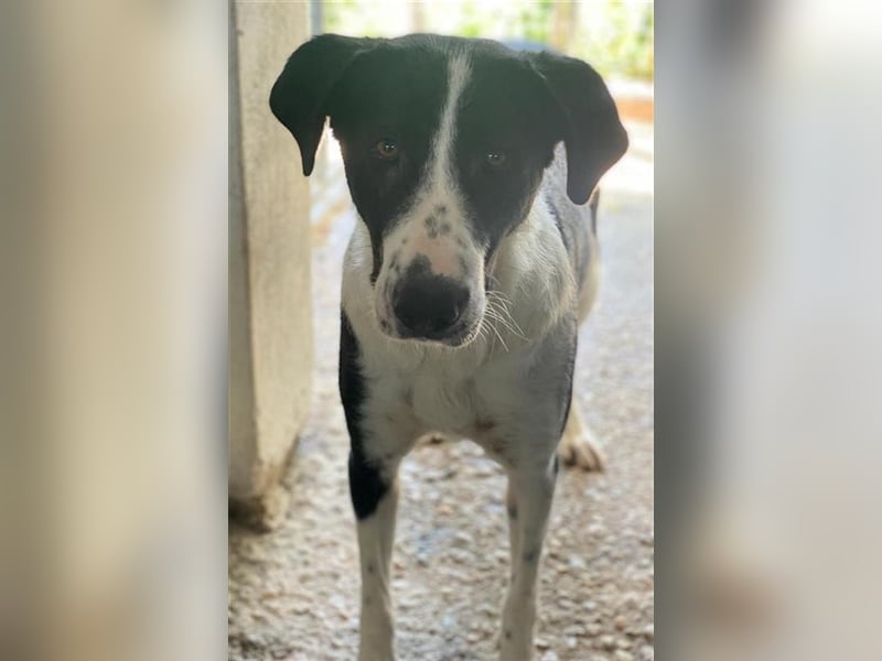 Franka, geb. ca. 06/2019, lebt in GRIECHENLAND, im städt. Tierheim Serres