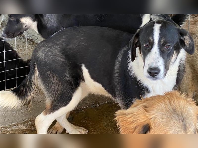 Deanna, geb. ca. 05/2021, lebt in GRIECHENLAND, auf einem Gelände, auf dem die Hunde notdürftig vers