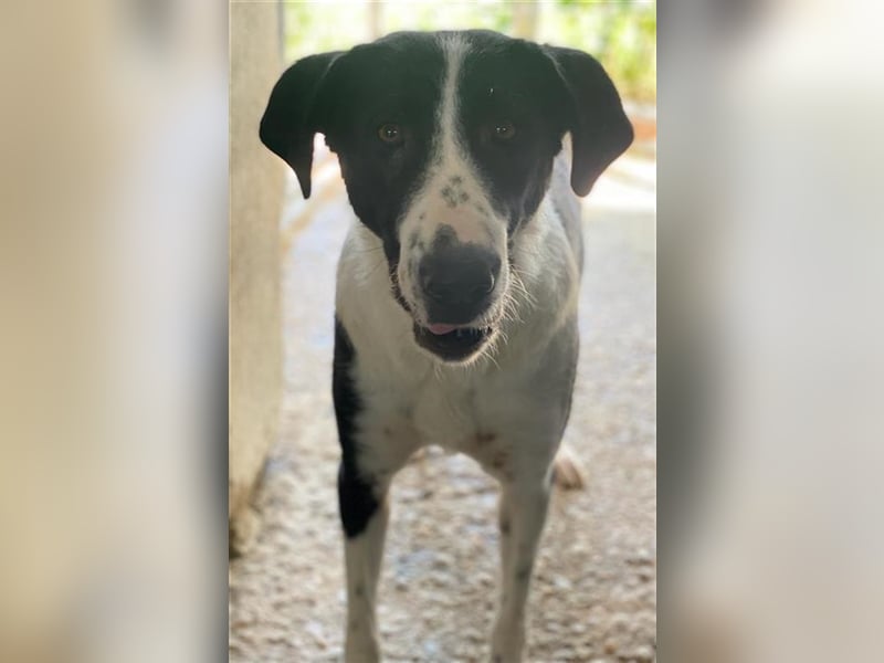 Franka, geb. ca. 06/2019, lebt in GRIECHENLAND, im städt. Tierheim Serres