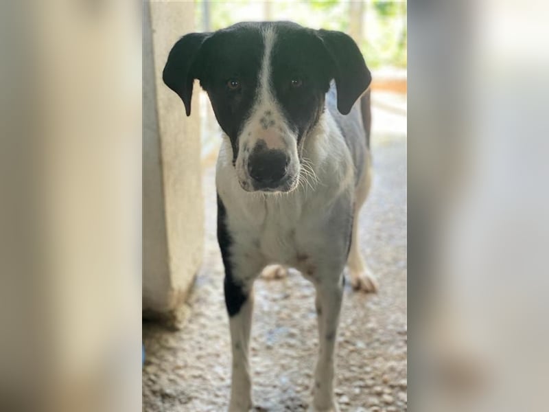 Franka, geb. ca. 06/2019, lebt in GRIECHENLAND, im städt. Tierheim Serres
