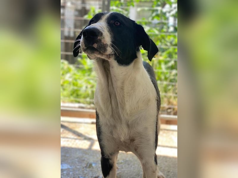 Franka, geb. ca. 06/2019, lebt in GRIECHENLAND, im städt. Tierheim Serres