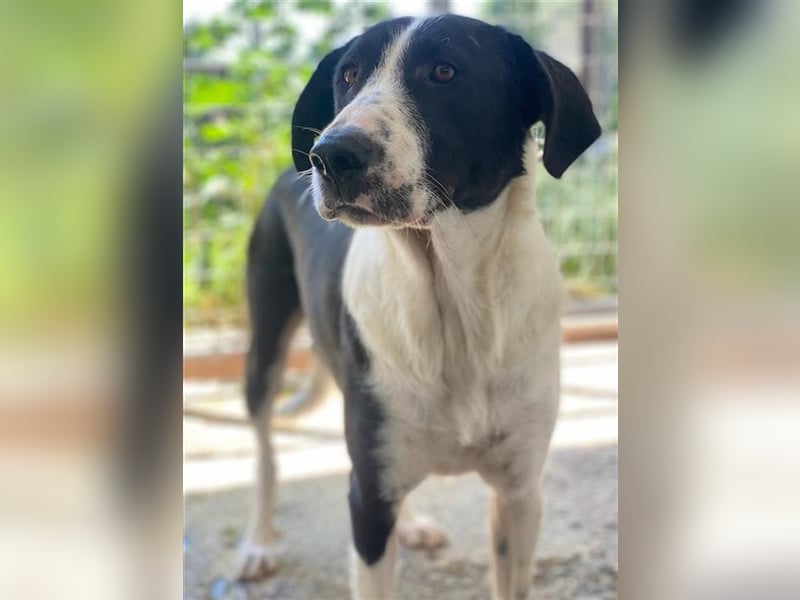 Franka, geb. ca. 06/2019, lebt in GRIECHENLAND, im städt. Tierheim Serres