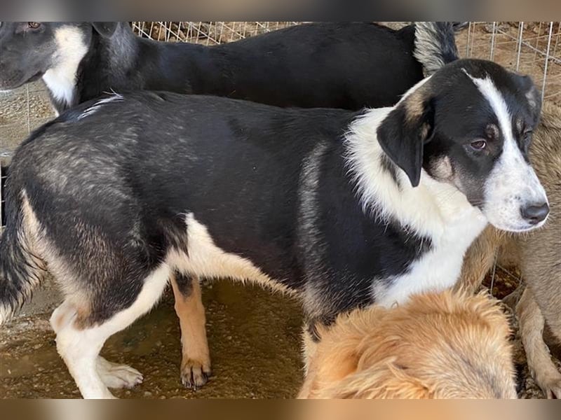 Deanna, geb. ca. 05/2021, lebt in GRIECHENLAND, auf einem Gelände, auf dem die Hunde notdürftig vers