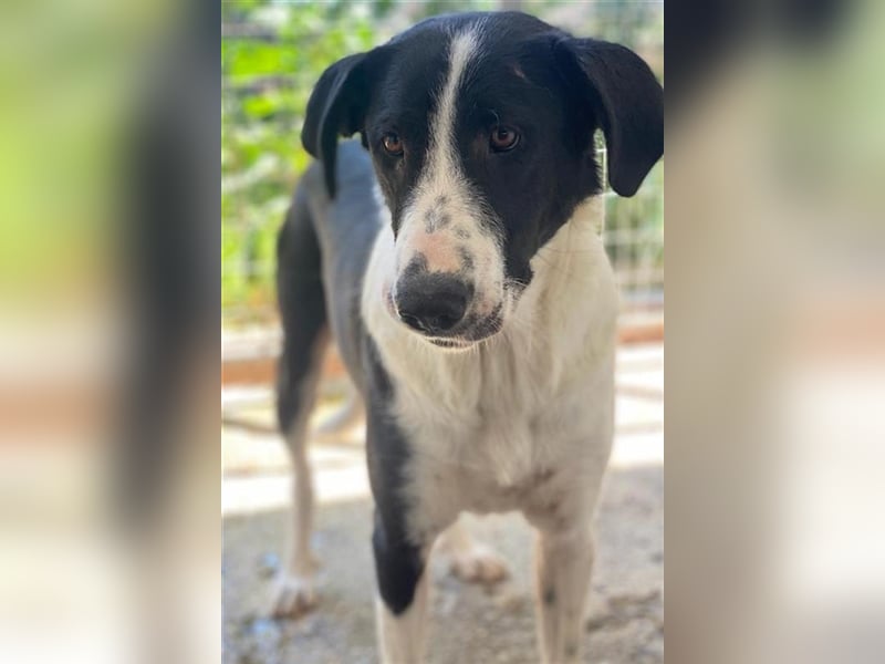 Franka, geb. ca. 06/2019, lebt in GRIECHENLAND, im städt. Tierheim Serres