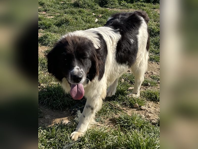 Dasinja, geb. ca. 03/2018, lebt in GRIECHENLAND, auf einem Gelände, auf dem die Hunde notdürftig ve