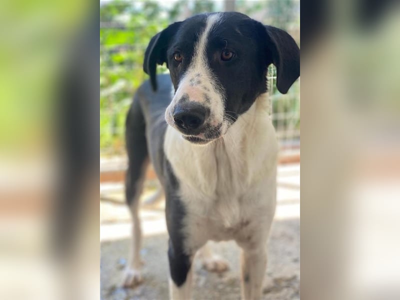 Franka, geb. ca. 06/2019, lebt in GRIECHENLAND, im städt. Tierheim Serres
