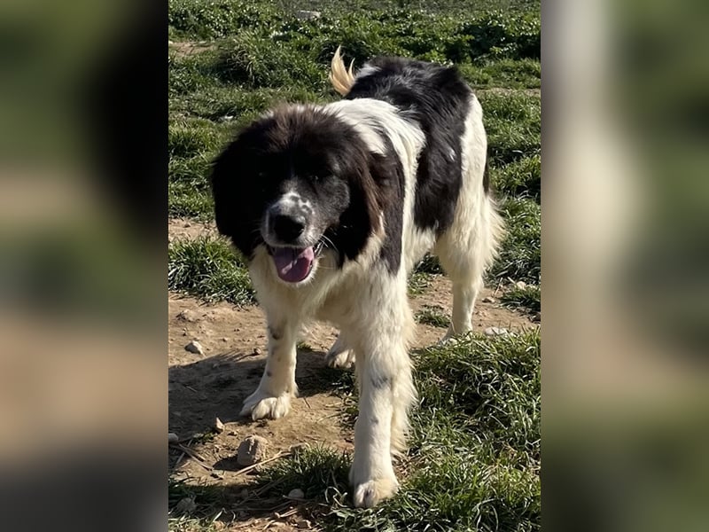 Dasinja, geb. ca. 03/2018, lebt in GRIECHENLAND, auf einem Gelände, auf dem die Hunde notdürftig ve