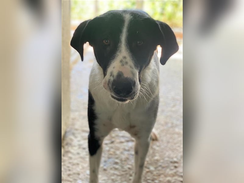 Franka, geb. ca. 06/2019, lebt in GRIECHENLAND, im städt. Tierheim Serres