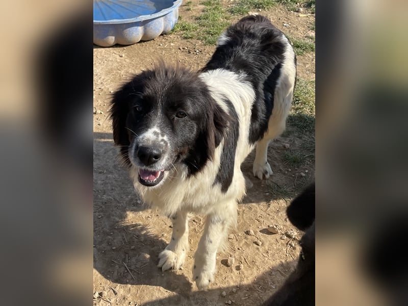 Dasinja, geb. ca. 03/2018, lebt in GRIECHENLAND, auf einem Gelände, auf dem die Hunde notdürftig ve