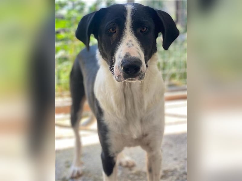 Franka, geb. ca. 06/2019, lebt in GRIECHENLAND, im städt. Tierheim Serres