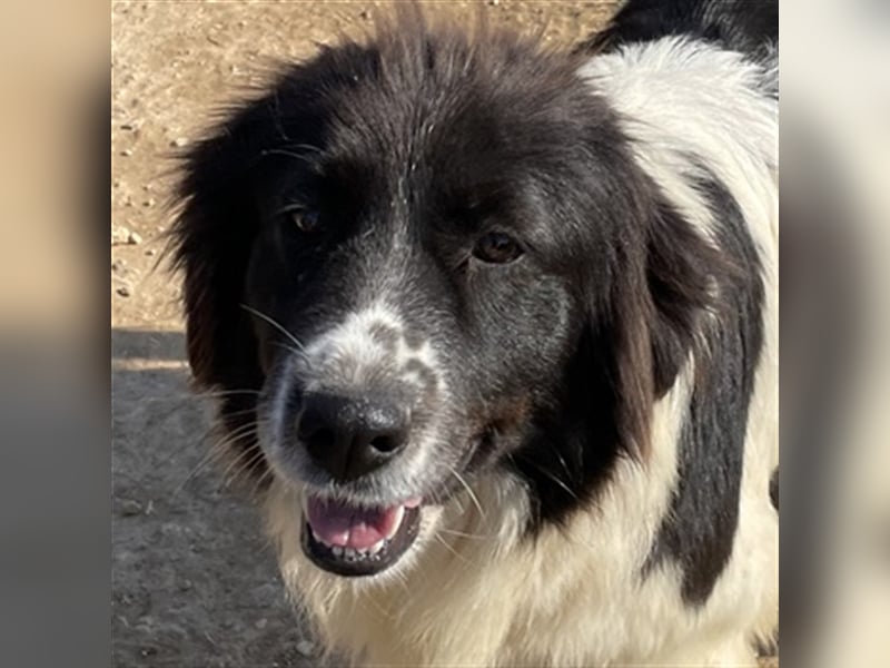 Dasinja, geb. ca. 03/2018, lebt in GRIECHENLAND, auf einem Gelände, auf dem die Hunde notdürftig ve