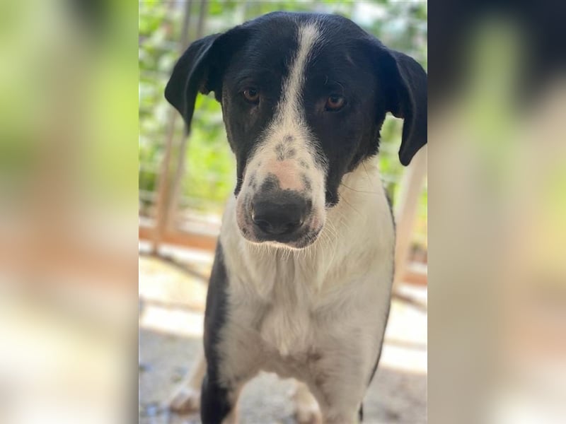 Franka, geb. ca. 06/2019, lebt in GRIECHENLAND, im städt. Tierheim Serres