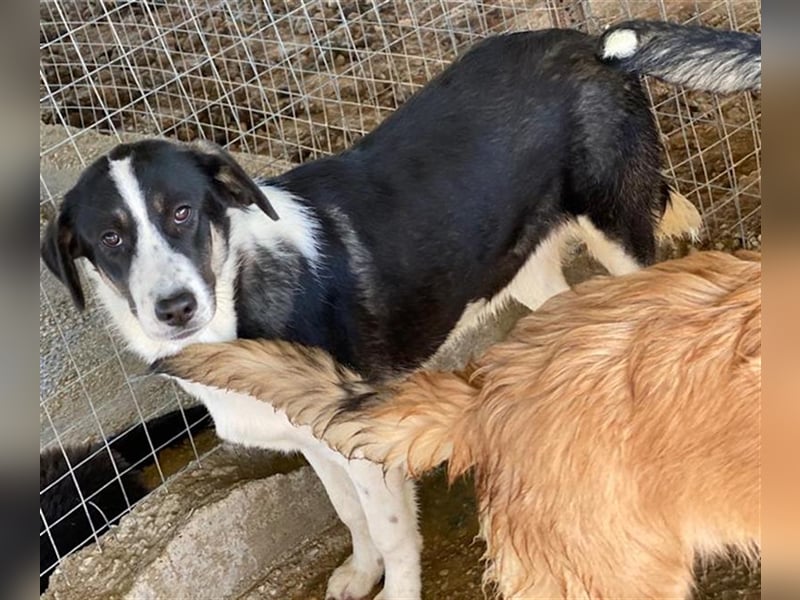 Deanna, geb. ca. 05/2021, lebt in GRIECHENLAND, auf einem Gelände, auf dem die Hunde notdürftig vers