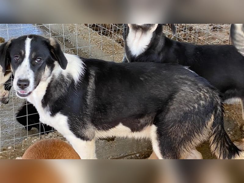 Deanna, geb. ca. 05/2021, lebt in GRIECHENLAND, auf einem Gelände, auf dem die Hunde notdürftig vers