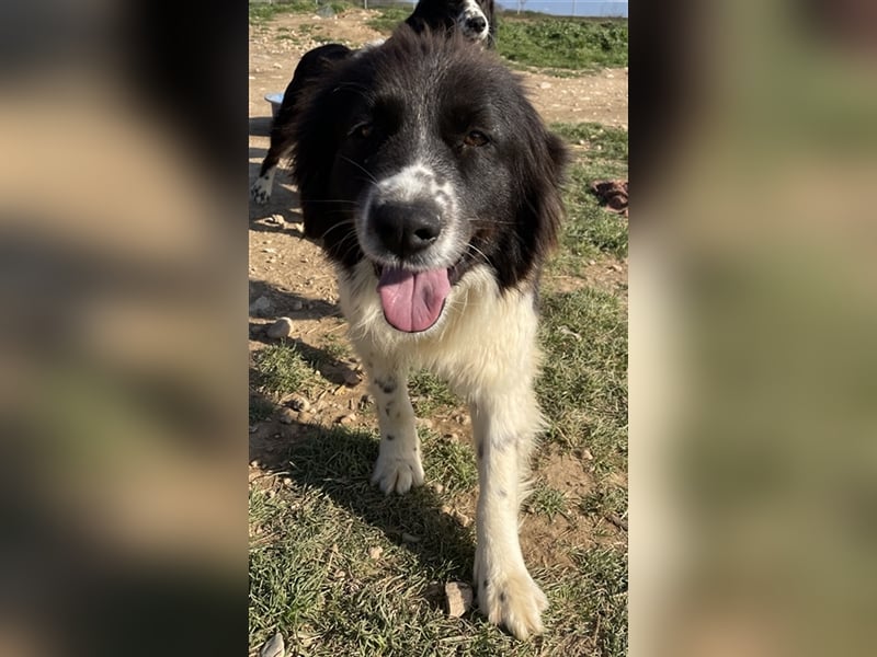 Dasinja, geb. ca. 03/2018, lebt in GRIECHENLAND, auf einem Gelände, auf dem die Hunde notdürftig ve