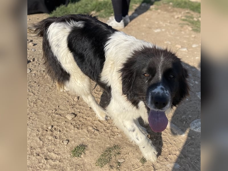 Dasinja, geb. ca. 03/2018, lebt in GRIECHENLAND, auf einem Gelände, auf dem die Hunde notdürftig ve