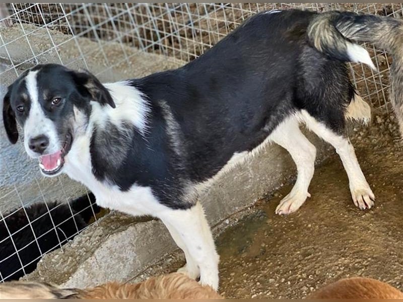 Deanna, geb. ca. 05/2021, lebt in GRIECHENLAND, auf einem Gelände, auf dem die Hunde notdürftig vers