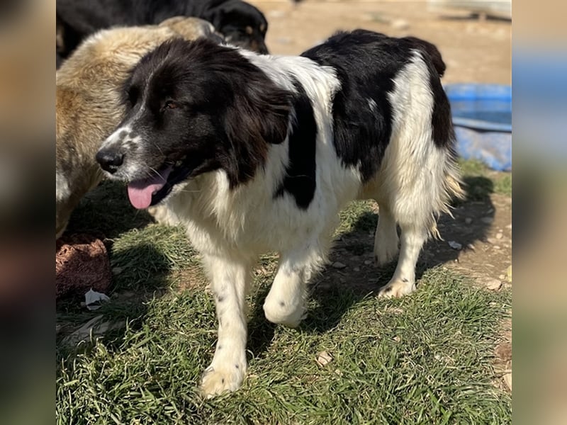 Dasinja, geb. ca. 03/2018, lebt in GRIECHENLAND, auf einem Gelände, auf dem die Hunde notdürftig ve