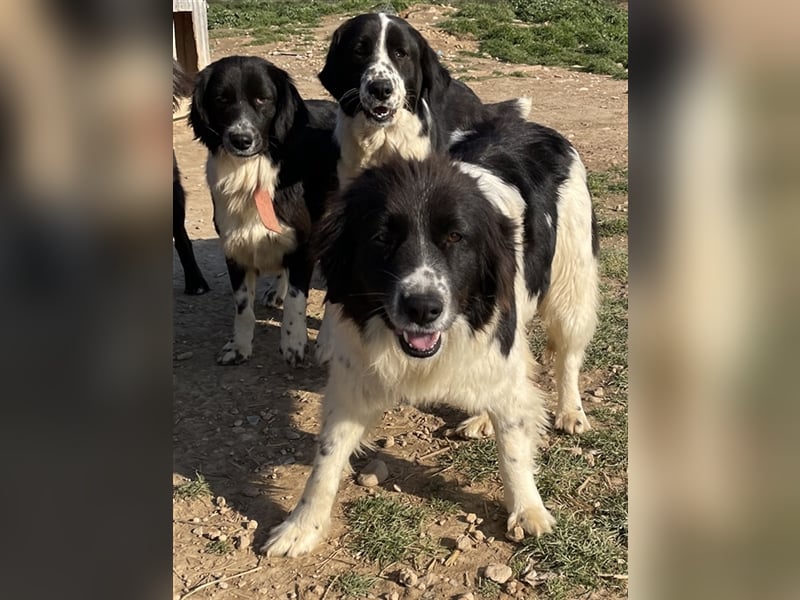 Dasinja, geb. ca. 03/2018, lebt in GRIECHENLAND, auf einem Gelände, auf dem die Hunde notdürftig ve