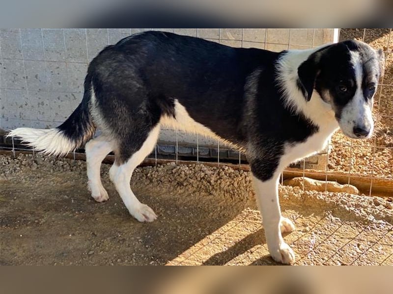 Deanna, geb. ca. 05/2021, lebt in GRIECHENLAND, auf einem Gelände, auf dem die Hunde notdürftig vers