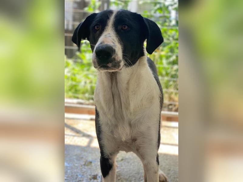 Franka, geb. ca. 06/2019, lebt in GRIECHENLAND, im städt. Tierheim Serres